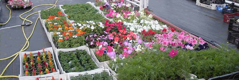 Seasonal bedding packs ready for delivery