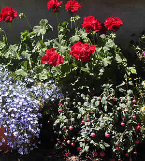 We have a stunning range of geraniums for patio containers at our Calstock nurseries