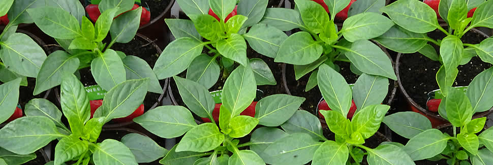 Vegetables, peppers and tomato plants from Calstock Nursery