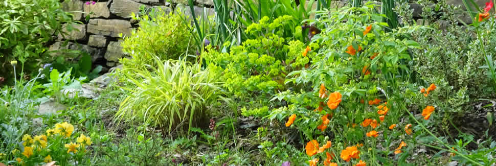 Some of our perennial range on display at our nurseries in Calstock