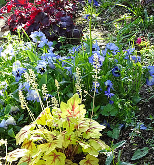 We grow and deliver a range of perennial plants from our nurseries at Calstock