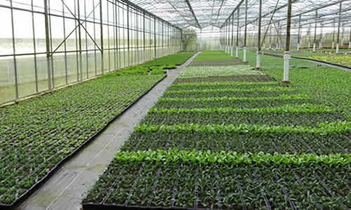 Glasshouses at J & M Mortimer, Sequoia Nurseries, Calstock, Cornwall PL18 9SQ